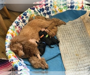 Poodle (Miniature) Puppy for Sale in BOYNTON BEACH, Florida USA
