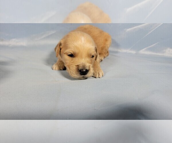 Medium Photo #3 Golden Retriever Puppy For Sale in FALCON, CO, USA