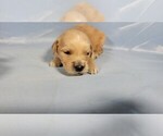 Small #2 Golden Retriever