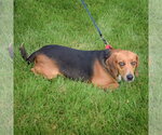 Small #4 Beagle