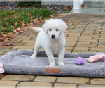 Small #5 English Cream Golden Retriever