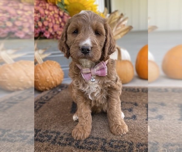 Medium Photo #5 Irish Doodle Puppy For Sale in WOOSTER, OH, USA