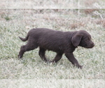 Small Photo #5 Labradoodle Puppy For Sale in MEMPHIS, MO, USA
