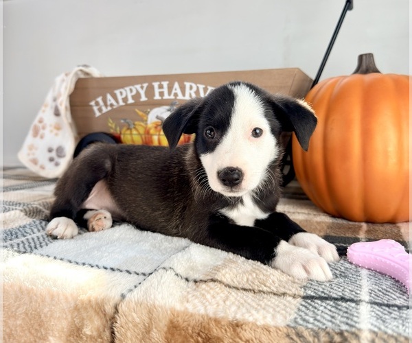 Medium Photo #2 Border Collie Puppy For Sale in GREENFIELD, IN, USA