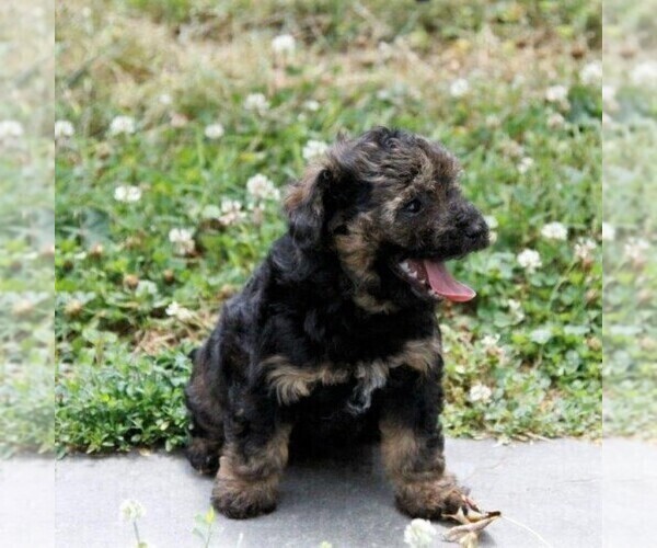 Medium Photo #5 -Havanese Mix Puppy For Sale in DANVILLE, PA, USA