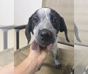 Pointer-Unknown Mix Dogs for adoption in Castle Rock, CO, USA
