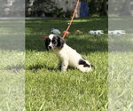 Small #1 Labrador Retriever
