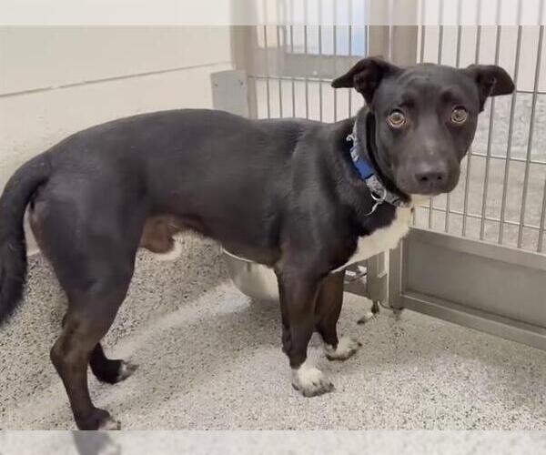 Medium Photo #1 Labrador Retriever Puppy For Sale in Houston, TX, USA