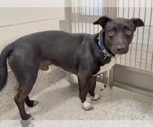 Labrador Retriever Dogs for adoption in Houston, TX, USA