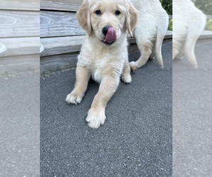 Golden Retriever Puppy for Sale in DANIELSON, Connecticut USA
