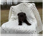 Small Photo #3 Schnauzer (Miniature) Puppy For Sale in NIANGUA, MO, USA