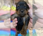 Small Photo #16 Yorkshire Terrier Puppy For Sale in LAKE CITY, FL, USA
