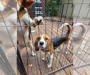 Beagle Dogs for adoption in Crystal, MN, USA