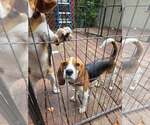 Small Beagle
