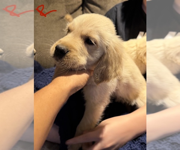 Medium Photo #4 English Cream Golden Retriever Puppy For Sale in TOLEDO, OH, USA