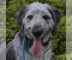 Small #3 Old English Sheepdog-Poodle (Miniature) Mix
