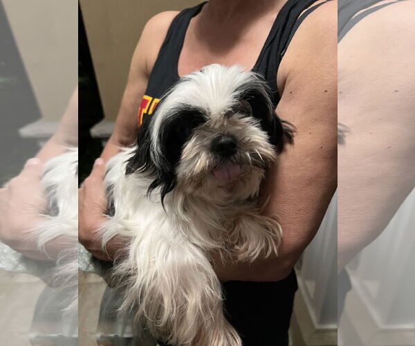 Medium Photo #1 Shih Tzu Puppy For Sale in Dana Point, CA, USA