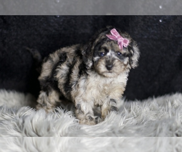 Medium Photo #5 Maltipoo Puppy For Sale in WARSAW, IN, USA