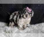 Small #4 Maltipoo