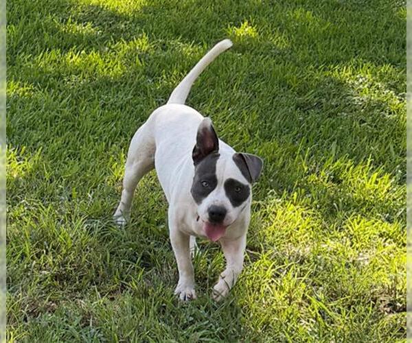 Medium Photo #2 Staffordshire Bull Terrier Puppy For Sale in Rosenberg, TX, USA
