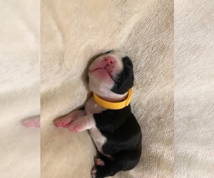 Boston Terrier Puppy for sale in NEW BEDFORD, MA, USA