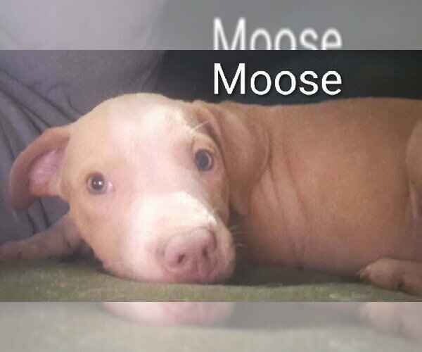 Medium Photo #3 Black Mouth Cur Puppy For Sale in Brooksville, FL, USA