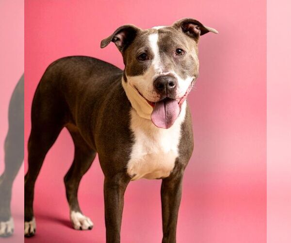 Medium Photo #1 American Staffordshire Terrier-Unknown Mix Puppy For Sale in Rowlett, TX, USA