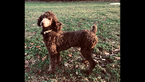 Small Photo #15 Aussiedoodle Puppy For Sale in RANDLEMAN, NC, USA