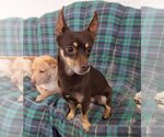 Small Photo #2 Chipin Puppy For Sale in Chico, CA, USA