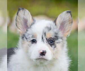 Pembroke Welsh Corgi Puppy for sale in EPHRATA, PA, USA