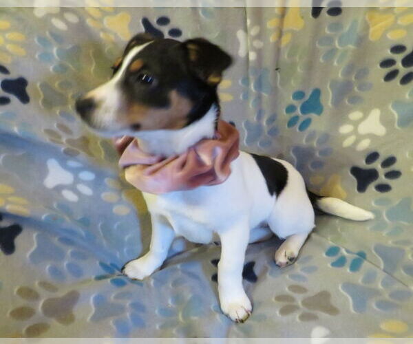 Medium Photo #1 Jack Chi Puppy For Sale in Grovertown, IN, USA