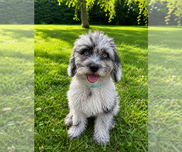 Medium Photo #7 Cavapoo (Miniature) Puppy For Sale in DURHAM, CT, USA