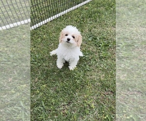 Cavachon-Poodle (Miniature) Mix Puppy for Sale in GREENVILLE, Missouri USA