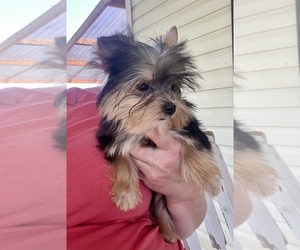Yorkshire Terrier Puppy for sale in MORRIS CHAPEL, TN, USA