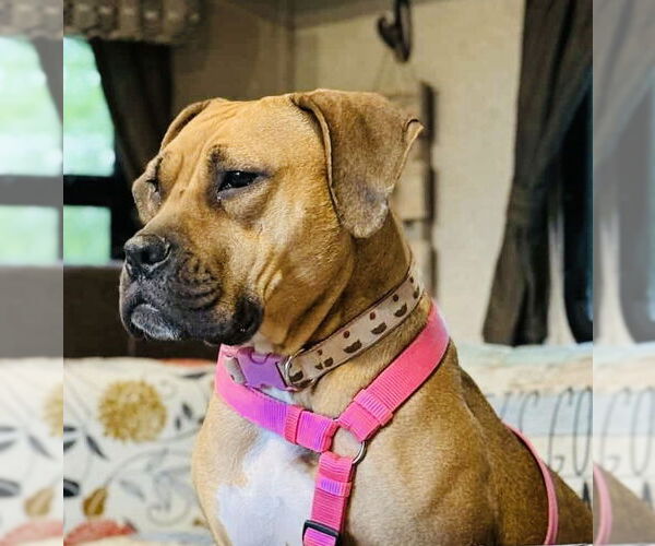Medium Photo #5 Boxer-Unknown Mix Puppy For Sale in Germantown, OH, USA