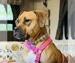 Small #4 Boxer Mix