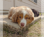 Small Photo #2 Australian Shepherd Puppy For Sale in BLUE MOUND, TX, USA
