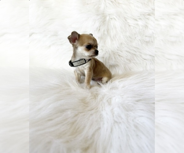 Medium Photo #2 Chihuahua Puppy For Sale in SACRAMENTO, CA, USA