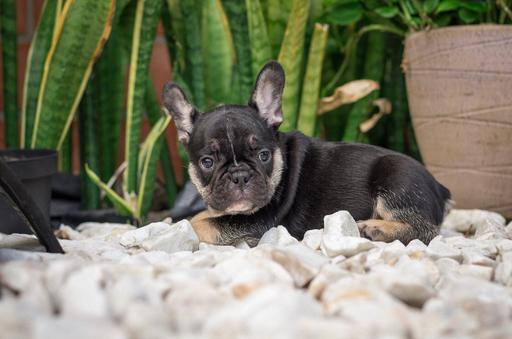 Medium Photo #5 Bulldog Puppy For Sale in CUTLER BAY, FL, USA