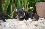 Small Photo #5 Bulldog Puppy For Sale in CUTLER BAY, FL, USA