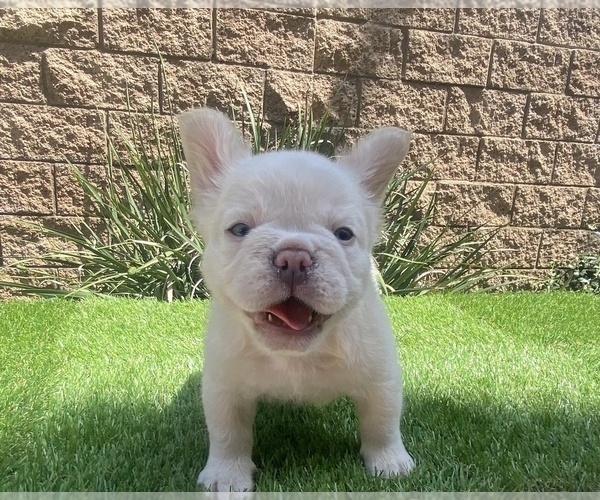 Medium Photo #8 French Bulldog Puppy For Sale in FONTANA, CA, USA