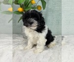 Small #5 ShihPoo