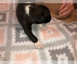 Small Photo #5 Boxer Puppy For Sale in BISMARCK, AR, USA