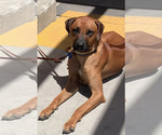Small #1 Rhodesian Ridgeback