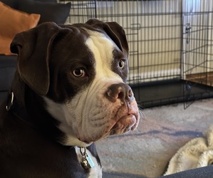 Alapaha Blue Blood Bulldog Dogs for adoption in HALETHORPE, MD, USA