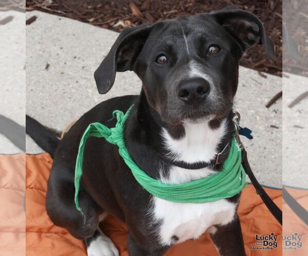 Medium Photo #5 Labrador Retriever-Unknown Mix Puppy For Sale in Washington, DC, USA