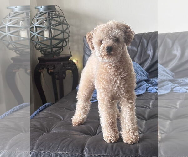 Medium Photo #3 Poodle (Miniature) Puppy For Sale in Staten Island, NY, USA