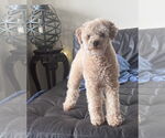 Small #2 Poodle (Miniature)