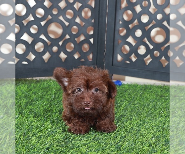 Medium Photo #3 Yorkipoo Puppy For Sale in MOUNT VERNON, OH, USA