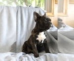 Small Photo #24 French Bulldog Puppy For Sale in LIBERTY, KY, USA